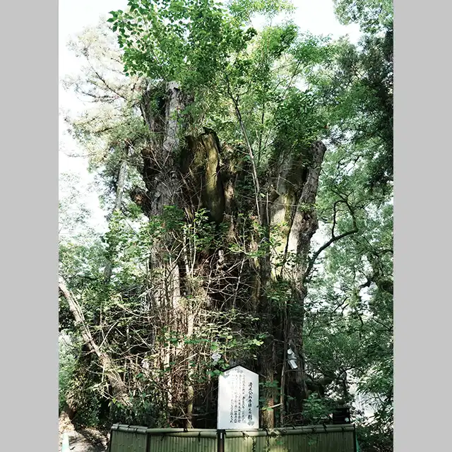 清正公お手植えのいちょうの木